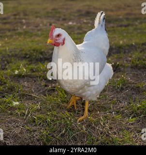 Large white Delaware chicken hen that free ranges across a farm that is coming toward the camera on a grassy field in North Carolina. Stock Photo