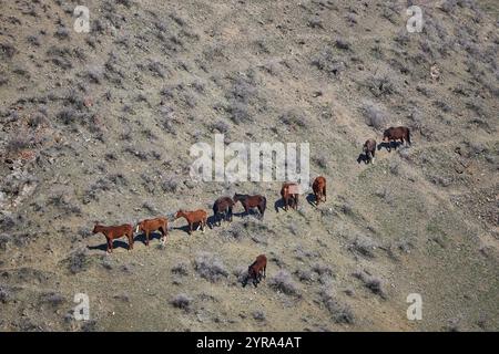 Ten brown horses, nine stand in a row and one horse stands separately on hillside. Herd grazing freely, walking along path. Livestock on free range. O Stock Photo