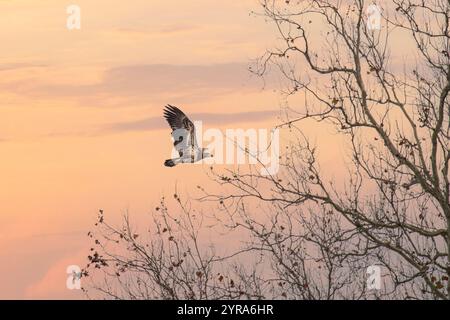 Juvenile Bald Eagle Flies back to it's Nest at Sunrise Stock Photo