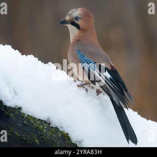 Big image of Eurasian Jay (Garrulus glandarius) posing on snow covered branch in cold winter season Stock Photo