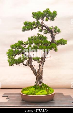 An elegant bonsai in a pot with green moss at the base, placed on a wooden stand in a minimalist setting. Stock Photo