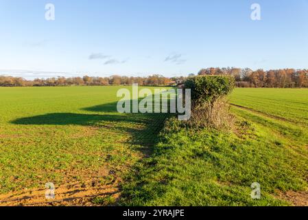 Long shadow cast in field by a hedgerow due to low angle winter sun, Sutton, Suffolk, England, UK Stock Photo