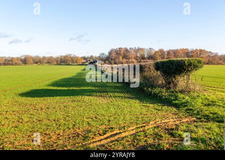 Long shadow cast in field by a hedgerow due to low angle winter sun, Sutton, Suffolk, England, UK Stock Photo