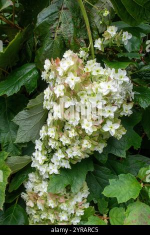 Hydrangea quercifolia in flower, the oakleaf or oak leaved hydrangea, in a sheltered corner of a devon garden. Stock Photo