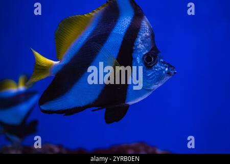 A stunning angelfish swims gracefully in clear water, showing off its striking white and black stripes and bright yellow fins in a close-up image. Stock Photo