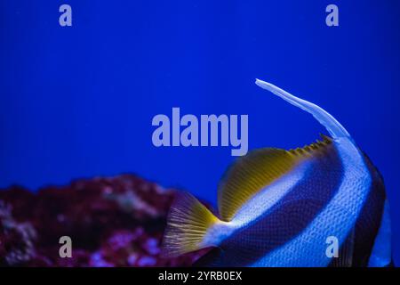 A stunning angelfish swims gracefully in clear water, showing off its striking white and black stripes and bright yellow fins in a close-up image. Stock Photo