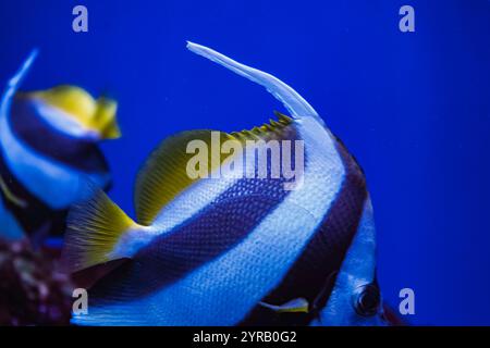 A stunning angelfish swims gracefully in clear water, showing off its striking white and black stripes and bright yellow fins in a close-up image. Stock Photo