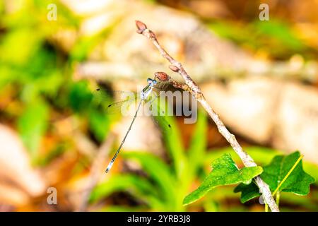Male Emerald Speadwing Damselfly Resting on Branch Stock Photo
