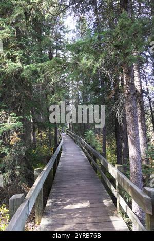 Woodland walkway Banff Stock Photo