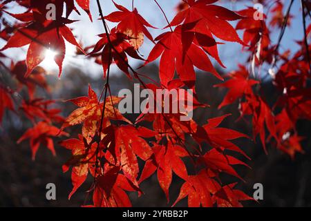 In autumn, maple leaves turn yellow and red Stock Photo