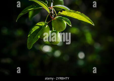 A closeup photo of green cherries on a tree branch in spring Stock Photo