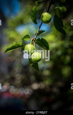 A closeup photo of green cherries on a tree branch in spring Stock Photo