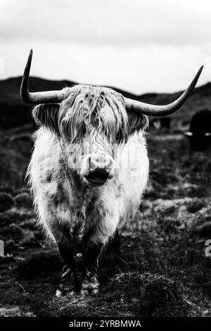 Beautiful Highland cow in the Isle of Skye Stock Photo - Alamy