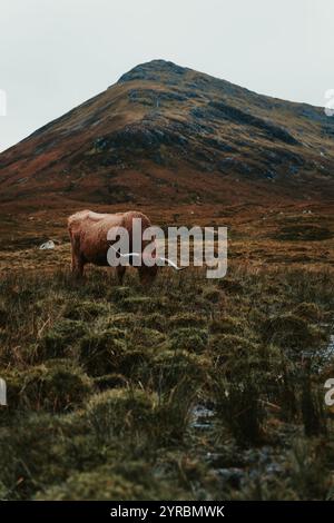 Beautiful Highland cow in the Isle of Skye Stock Photo - Alamy