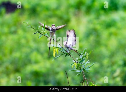 A pair Streamer-tailed Tyrants (Gubernetes yetapa) perched on a branch in forest. Brazil. Stock Photo