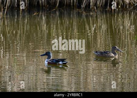 View of a Shoveler duck on the water, Spatula clypeata Stock Photo