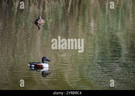 View of a Shoveler duck on the water, Spatula clypeata Stock Photo