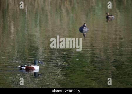 View of a Shoveler duck on the water, Spatula clypeata Stock Photo