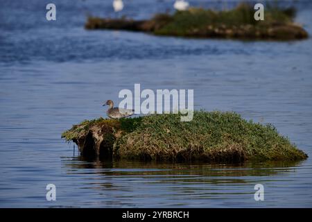 View of a Shoveler duck, Spatula clypeata Stock Photo