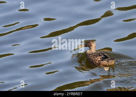 View of a Shoveler duck on the water, Spatula clypeata, Victoria and Joyel marshes, Cantabria Stock Photo