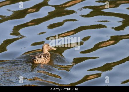 View of a Shoveler duck on the water, Spatula clypeata, Victoria and Joyel marshes, Cantabria Stock Photo