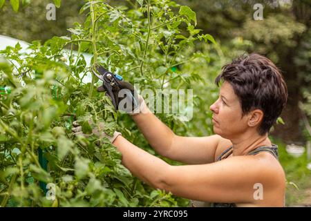 Female farmer pruning tomato plants using secateurs in garden Stock Photo