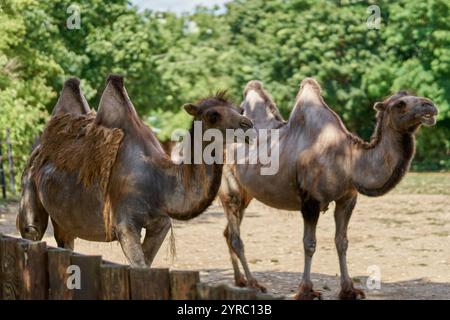 two camels are resting in the Prague zoo Stock Photo