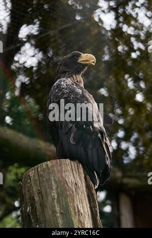 a white-tailed eagle sits proudly on a tree in zoo Stock Photo