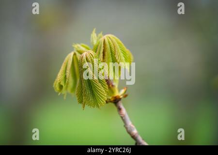 Early spring leaves of the common horse chestnut (Aesculus hippocastanum). Sticky bud of horse chestnut  opening with folded leaves unfurling, spring. Stock Photo