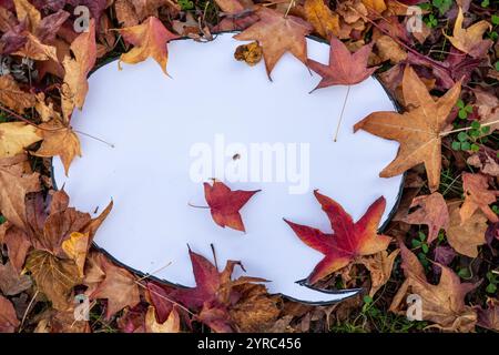 White speech bubble with black outline surrounded by colorful autumn leaves on green grass creates a vibrant autumnal scene, ideal for nature, communi Stock Photo