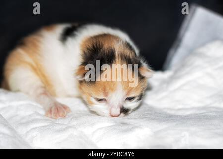 A beautiful calico kitten is peacefully sleeping on a soft, fluffy white blanket, enjoying its cozy and restful environment Stock Photo