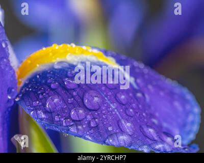 Iris xiphium, commonly known as the Spanish iris Stock Photo