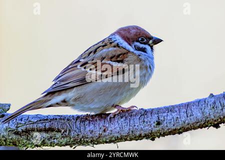Eurasian tree sparrow (Passer montanus) from Vittskövle, southern Sweden. Stock Photo