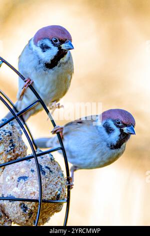 Eurasian tree sparrows (Passer montanus) from Vittskövle, southern Sweden. Stock Photo