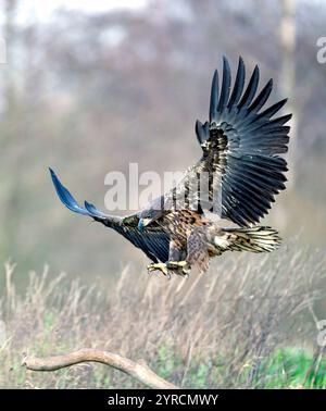 White-tailed Sea Eagle landing (Haliaeetus albicilla) from Vittskövle, southern Sweden in November. Stock Photo