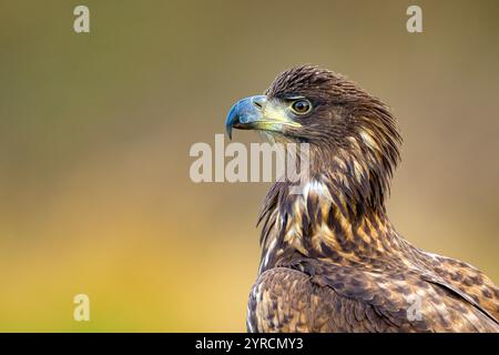 Portrait of White-tailed Sea Eagle (Haliaeetus albicilla) from Vittskövle, southern Sweden in November. Stock Photo