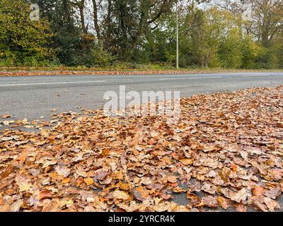 Autumn leaves on a road afetr fallen from oak trees. No people. Stock Photo