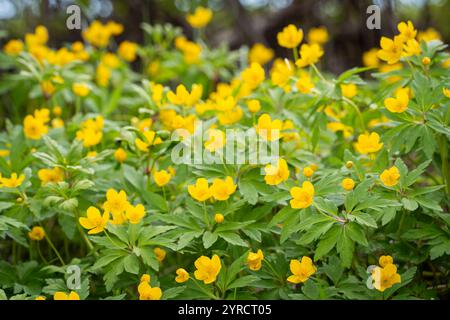 Yellow wood buttercup anemone flower (Anemone ranunculoides). Blooming yellow flowers in spring forest. Yellow anemone flowers. Stock Photo