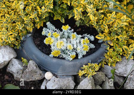 Sedum Spathulifolium Cape Blanco plants with yellow starry flowers surrounded with decorative rocks and Wintercreeper evergreen shrub in flower pot in Stock Photo