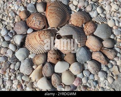 sea shells on the beach in formation Stock Photo