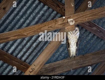 Barn Owl Perched on Wooden Beams in Rustic Barn Ceiling Stock Photo