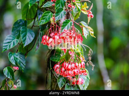 Clusters red flowers of Shrimp Begonia (Begonia radicans) in its native habitat. Brazil. Stock Photo