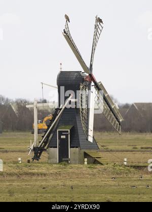 Common buzzard (Buteo buteo), two birds perched on the vanes of a traditional windmill, set in the nature reserve of Waalenberg, island of Texel, Holl Stock Photo