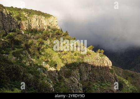 View from the Mirador Degollada de Peraza to the north. Rocks with palm trees in the sun, low clouds behind. La Gomera, Canary Islands, Spain, Europe Stock Photo