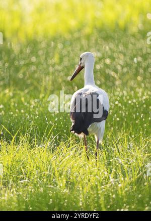 White stork (Ciconia ciconia) foraging in a meadow in the early morning, dew beads on the grass, Lower Saxony, Germany, Europe Stock Photo