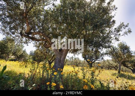 Olive tree (oliva) on spring meadow, backlight, Elafonisos, Ionian Islands, Greece, Europe Stock Photo
