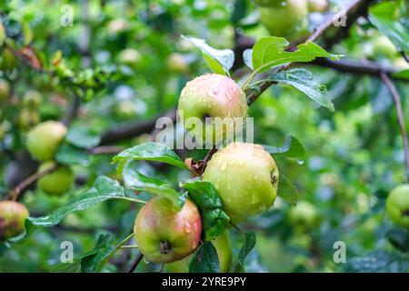 Green apples on their tree, wet from heavy rain. Stock Photo