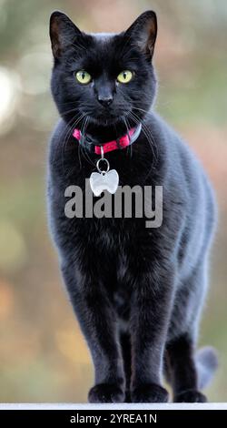 Head on view of domestic black cat - Brevard, North Carolina, USA Stock Photo