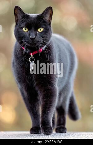 Head on view of domestic black cat walking toward camera - Brevard, North Carolina, USA Stock Photo