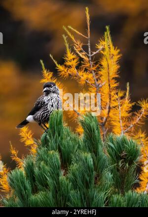 A close-up front-view of a northern nutcracker (Nucifraga caryocatactes) perching in a tree, fall colours, vertical Stock Photo
